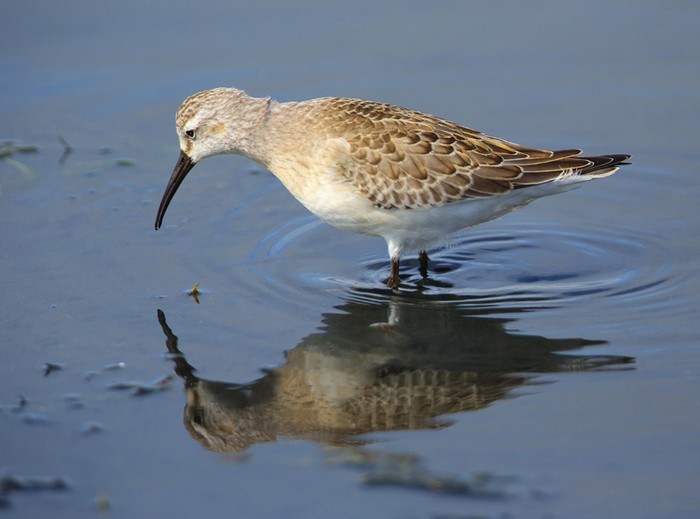 Curlew Sandpiper