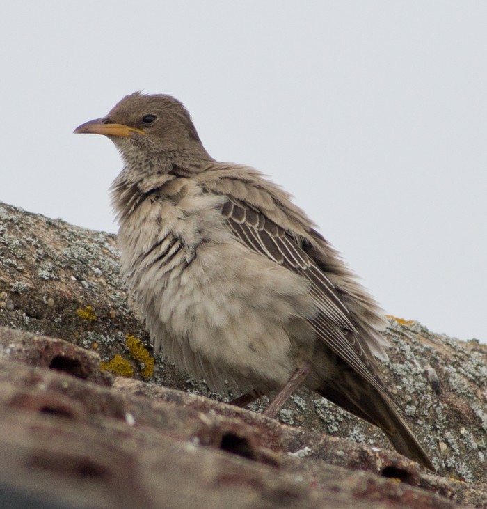 Rose-coloured Starling