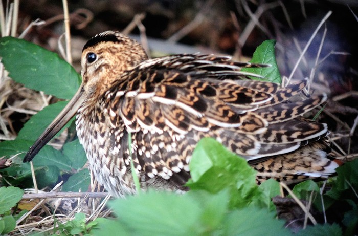 Great Snipe