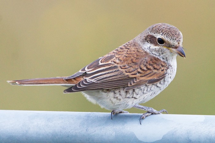 Red-backed Shrike