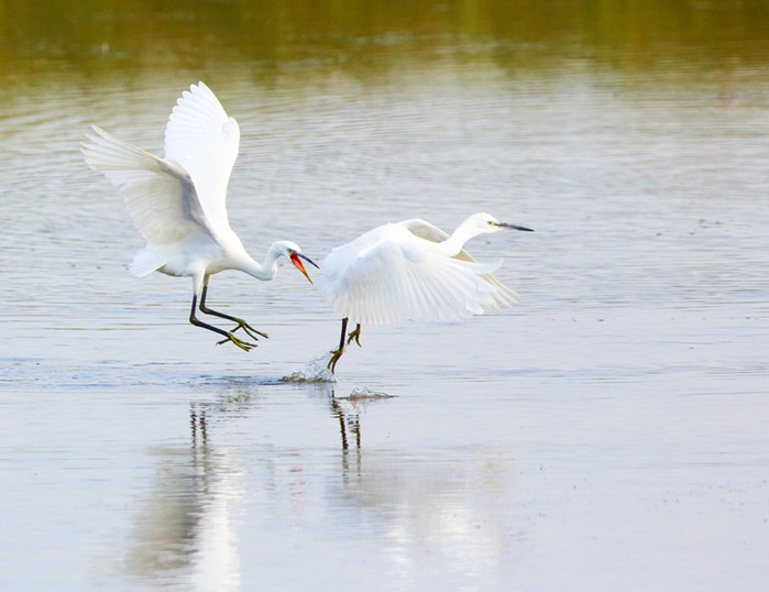 Little Egret