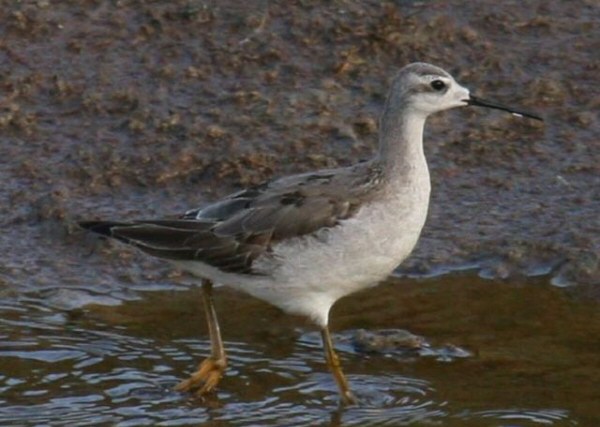 Wilson's Phalarope