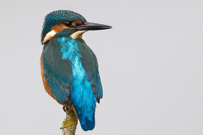 Kingfisher