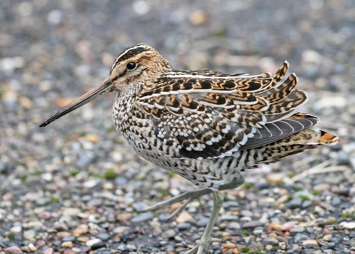 Great Snipe