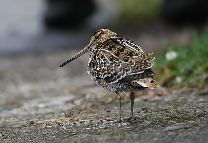 Great Snipe