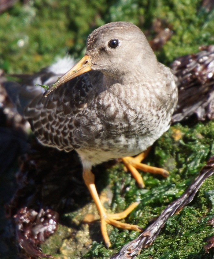 Purple Sandpiper