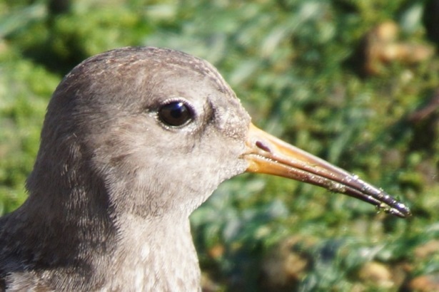 Purple Sandpiper