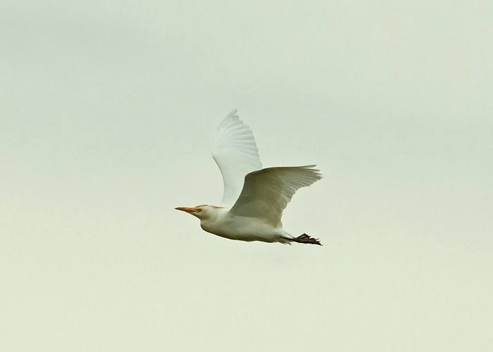 Cattle Egret