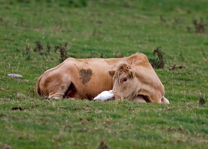 Cattle Egret