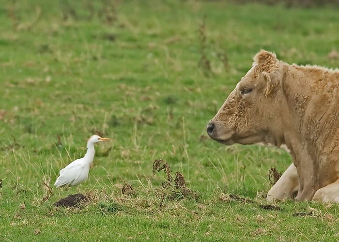 Cattle Egret