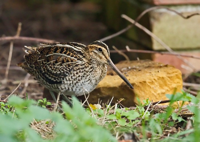 Great Snipe
