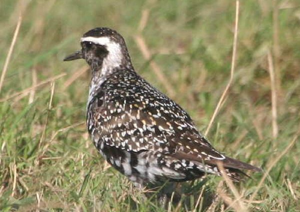 American Golden Plover