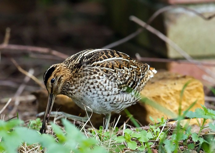 Great Snipe