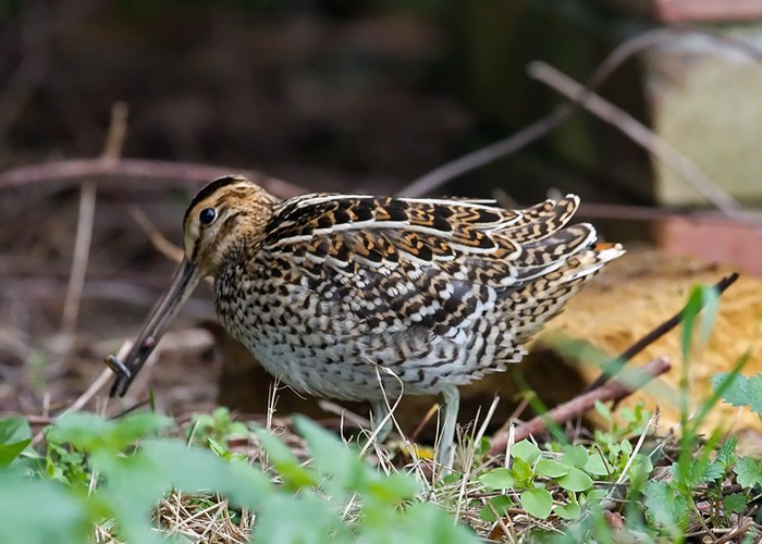 Great Snipe