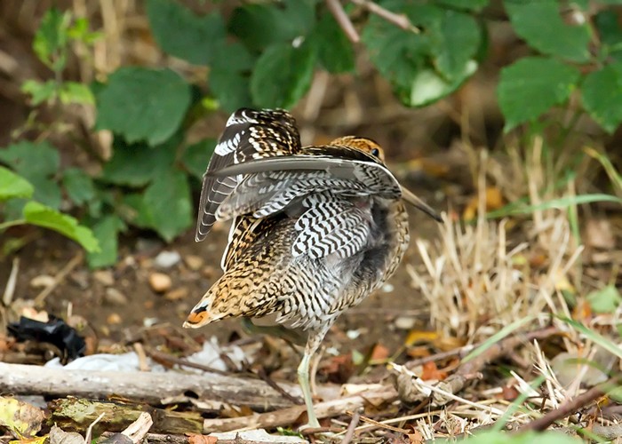 Great Snipe
