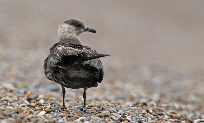 Arctic Skua