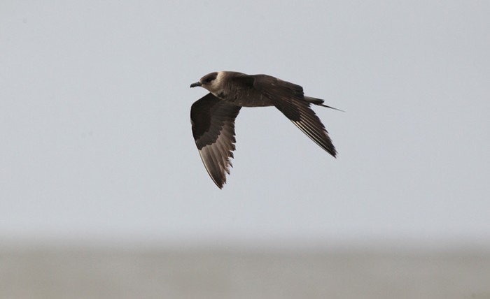 Arctic Skua