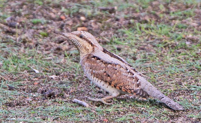 Wryneck