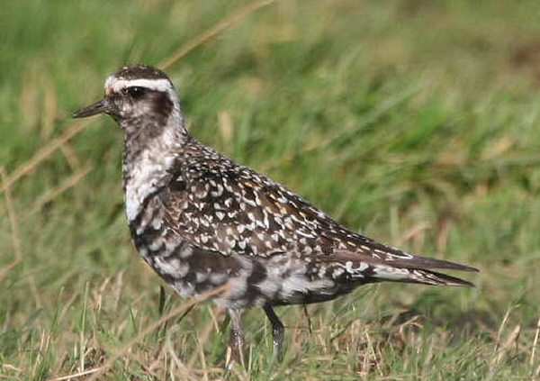 American Golden Plover