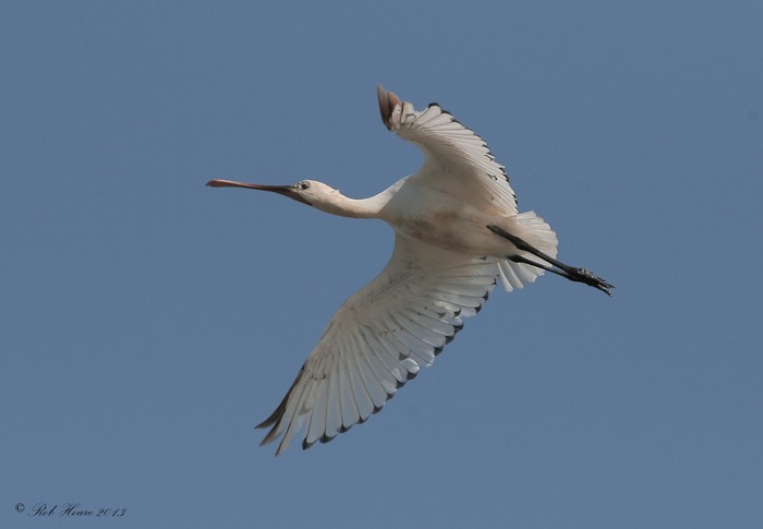 Spoonbill