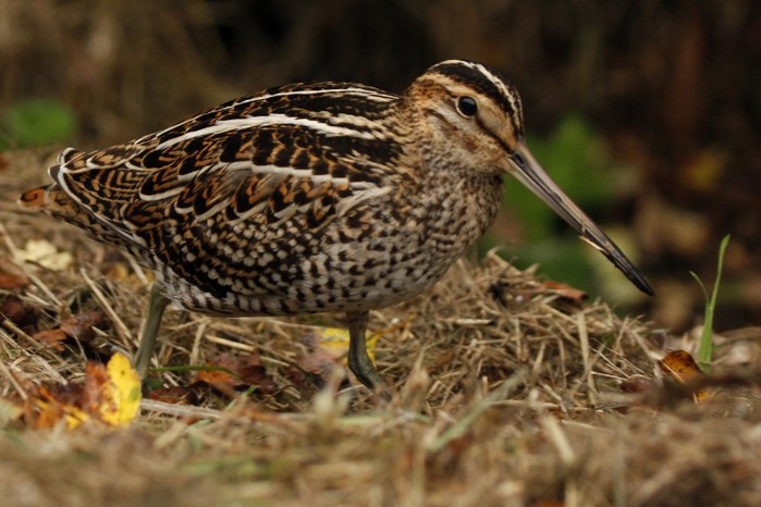 Great Snipe
