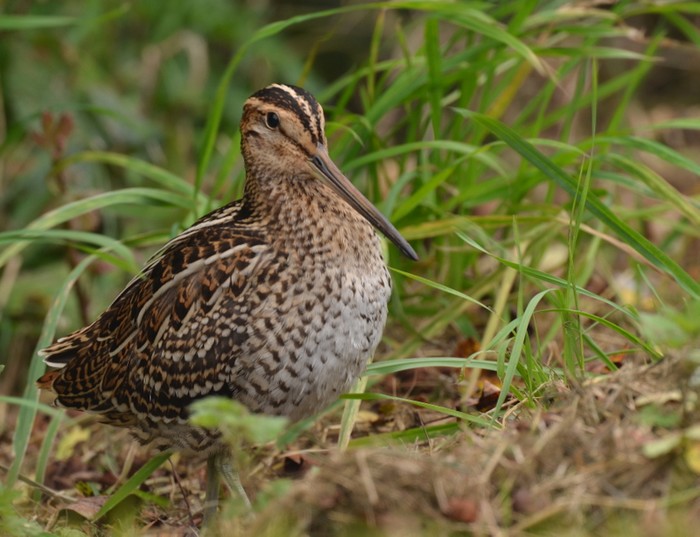 Great Snipe