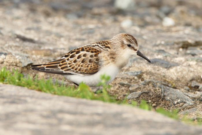 Little Stint