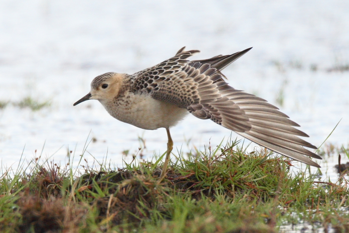 Buff-breasted Sandpiper