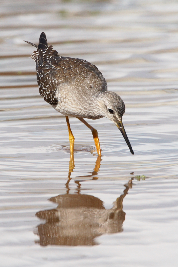 Lesser Yellowlegs