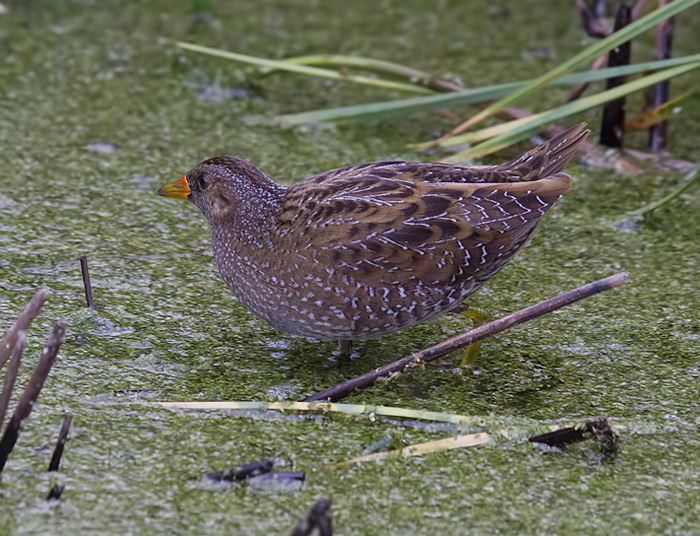 Spotted Crake