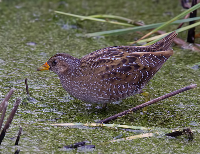 Spotted Crake