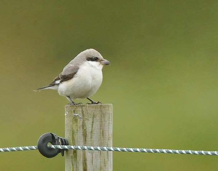 Lesser Grey Shrike
