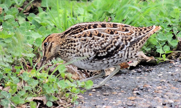 Great Snipe