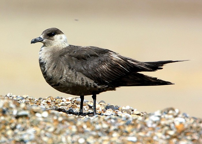 Arctic Skua