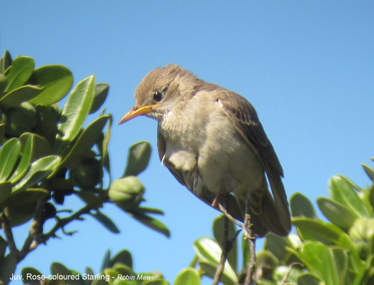 Rose-coloured Starling