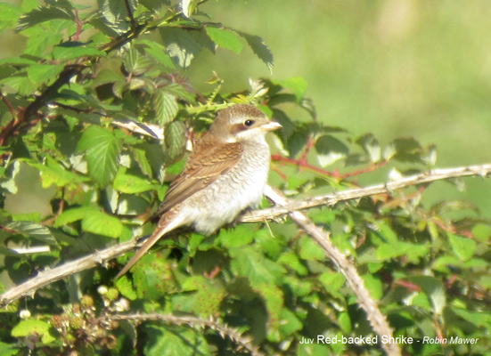Red-backed Shrike