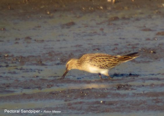 Pectoral Sandpiper