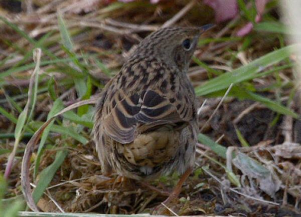 Lanceolated Warbler
