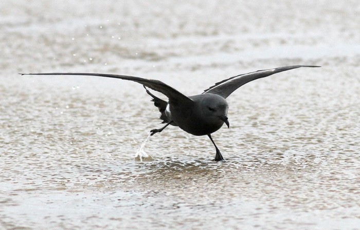 Leach's Petrel