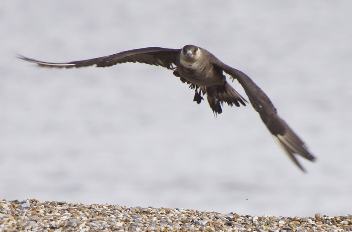 Arctic Skua