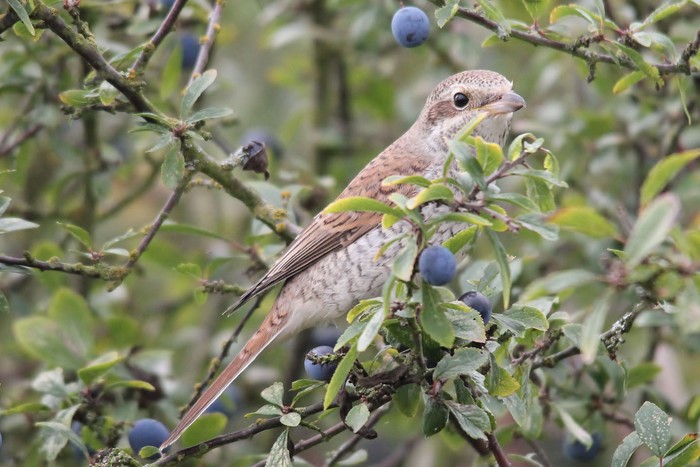 Red-backed Shrike