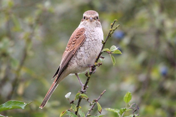 Red-backed Shrike