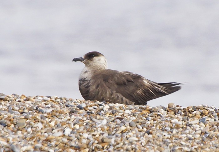 Arctic Skua