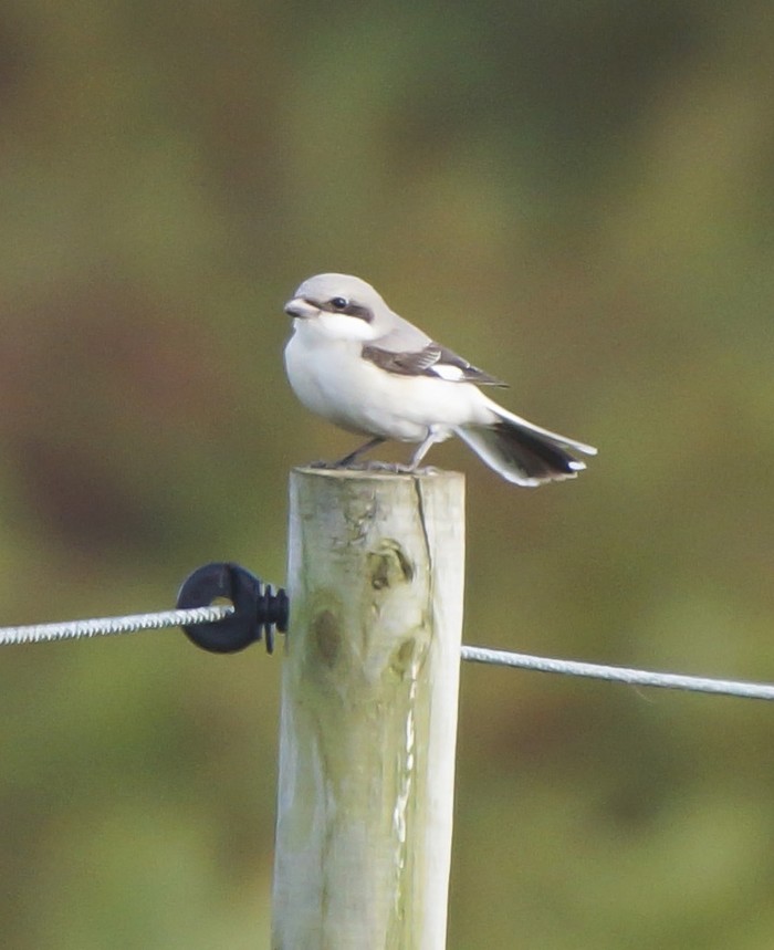 Lesser Grey Shrike
