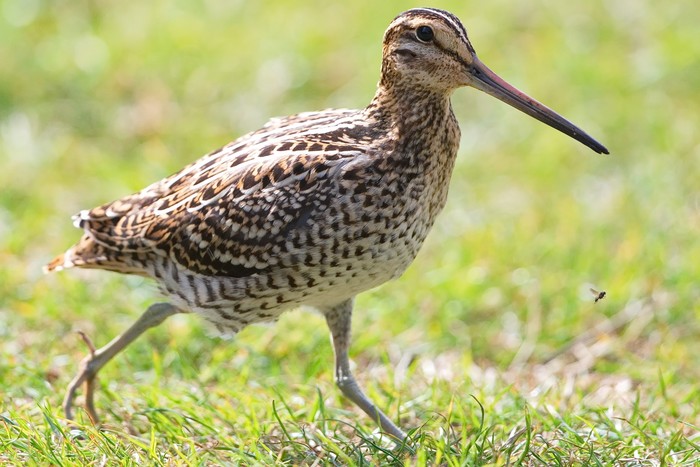 Great Snipe