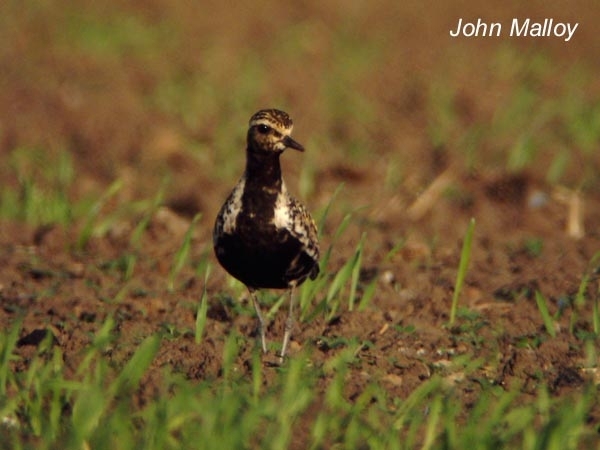 Pacific Golden Plover