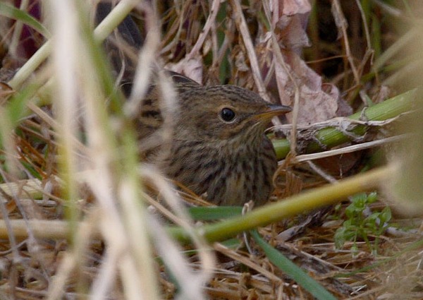 Lanceolated Warbler