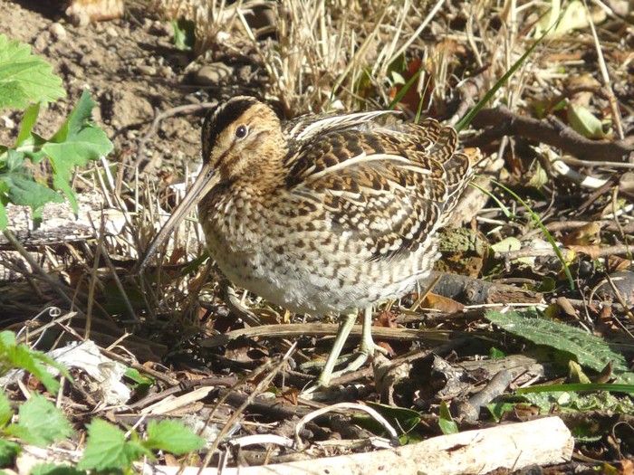 Great Snipe