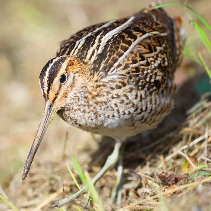 Great Snipe