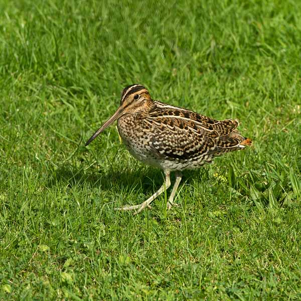 Great Snipe